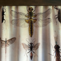 Insect Route curtain set