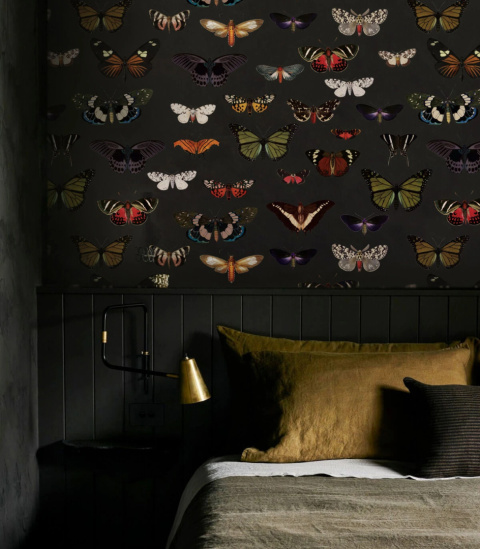 Colorful Butterfly Green wallpaper by Wallcolors