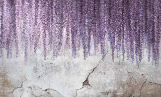 Tapeta ścienna Wisteria