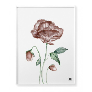 Poppy Flower Poster